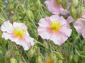 Helianthemum apenninum roseum