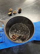 Manually Cryogrinding Black Walnut Shells.jpg