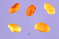 Medicago sativa ssp. sativa seeds