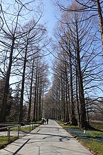 Thumbnail for File:Metasequoias Mainau.jpg