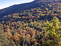 Forêt à gauche en montant à Olmi-Cappella.