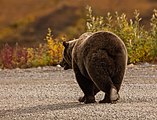 Oso gris (Ursus arctos horribilis).