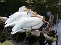 American White Pelican (Pelecanus erythrorhynchos)