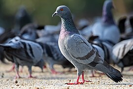 Columba livia (Columbiformes).