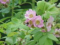 Rosa macrophylla