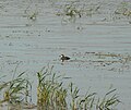 Ruddy Duck (Oxyura jamaicensis)