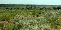 Thornscrub south of Reynosa, Municipality of Reynosa, Tamaulipas, Mexico (13 August 2007)