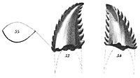 Illustration af holotype-tanden på Troodon.