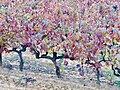 27 octobre 2010 Et l'automne tachera de sang et d'or les vignes dépouillées