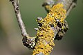 (20) Xanthoria parietina