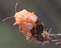 Individu émergeant lors de sa mue imaginale, la dernière mue. Graphosoma italicum.