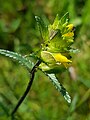 Yellow-rattle, Rhinanthus minor