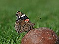 21.11 - 27.10: In nobelet immigrant (Vanessa atalanta, syn. Pyrameis atalanta) sin in pair.