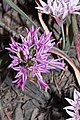 Allium crenulatum