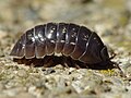 Las cochinillas de humedad o bichos bolita,[12]​ crustáceos isópodos, y los gloméridos (Glomeris marginata), miriápodos diplópodos, comparten un sistema de defensa denominado conglobación.