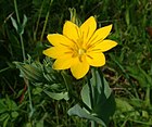 Blackstonia perfoliata