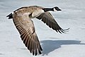 Canada Goose Over Ice in Calgary, Alberta