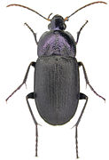 Chlaenius purpuricollis.