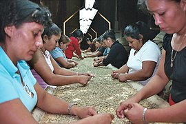 Coffee Processing in Ahuachapan, El Salvador.jpg