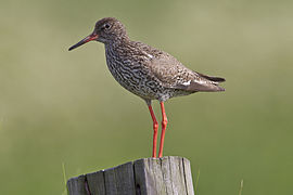 Common Redshank Tringa totanus