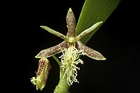 Dendrobium comatum