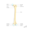 Aspectus posterior.