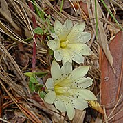 Gentiana scabrida