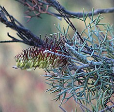 <center>Grevillea armigera</center>