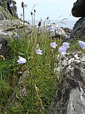 Harebell