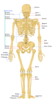 Biology - skeleton