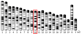 Chromosome 10 (souris)