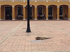 La iguana es una especie común en el casco urbano de Barranquilla.