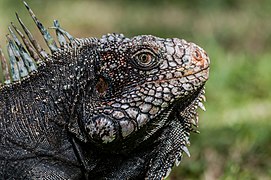 Iguanidae head from Venezuela.jpg