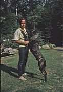 Swindford Bandog 1970