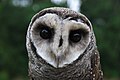 Lesser Sooty Owl at Bonadio's Mabi Wildlife Reserve.jpg