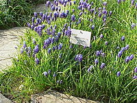 Muscari szovitsianum Muscari armeniacum