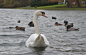 Mute swan swimming towards mallards while staring back at the photographer in park Tenreuken (Auderghem, Belgium, DSCF3012).jpg