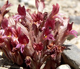 Orobanche corymbosa