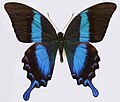 Papilio blumei: Blau durch polarisierte Reflexion und grüne Pigmentierung