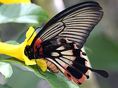 Papilio memnon-alcanor female ventral.jpg