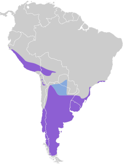 Distribución geográfica del junquero.