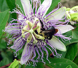 Rohtopassio Passiflora incarnata