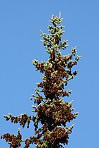 Picea engelmannii