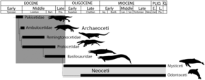 Na obrázku jsou čarami vyznačena období, ve kterých se vyskytovaly různé linie (čeledi symbolizované také siluetami) vymřelých kytovců, přičemž do oligocénu přežívají pouze kosticovci nebo ozubení, ostatní vymírají nejpozději koncem eocénu.