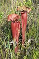 Wild hybrid pitcherplant in NW Florida