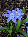 Sneeuwroem (Chionodoxa). Vrolijk lente bloeiend bolgewas.