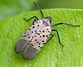 Thumbnail for Spotted lanternfly