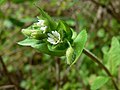 Stellaria media