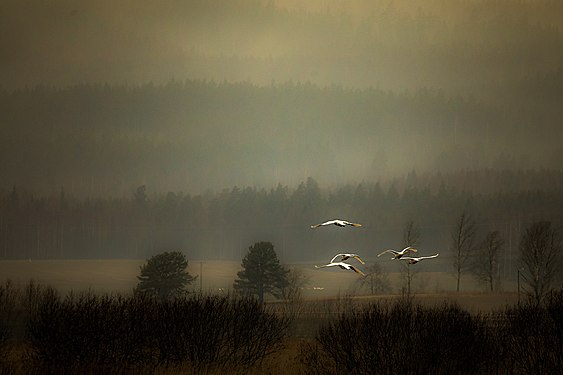 Swans about to land in lake Tysslingen, Örebro. Photograph: Jan Forsmark