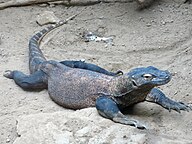 Varanus komodoensis